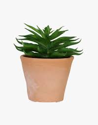 Image result for Mehikasvi