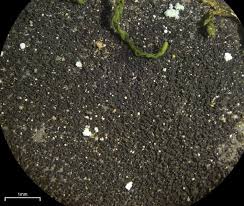 Attēlu rezultāti vaicājumam “Leptogium saturninum”