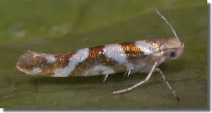 Attēlu rezultāti vaicājumam “Argyresthiidae”