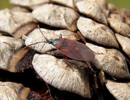 Attēlu rezultāti vaicājumam “Gastrodes grossipes”