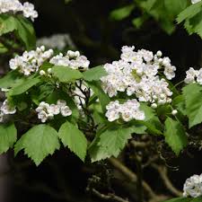 Attēlu rezultāti vaicājumam “Crataegus x macrocarpa”