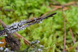 Attēlu rezultāti vaicājumam “Stemonitopsis subcaespitosa”