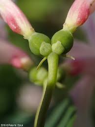Attēlu rezultāti vaicājumam “Lonicera tatarica flower”