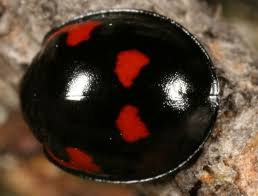 Attēlu rezultāti vaicājumam “Chilocorus renipustulatus”