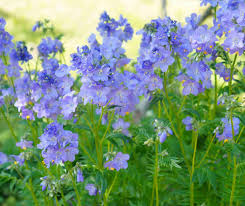 Attēlu rezultāti vaicājumam “Polemonium caeruleum fruit”