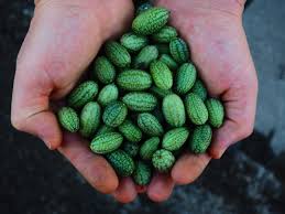 Image result for Gurke