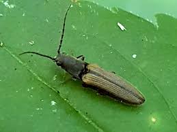 Attēlu rezultāti vaicājumam “Athous sp.”