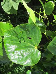 Attēlu rezultāti vaicājumam “Tilia”