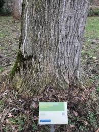 Attēlu rezultāti vaicājumam “Populus x berolinensis”