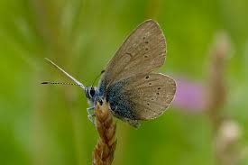 Attēlu rezultāti vaicājumam “Cyaniris semiargus male”