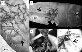 Attēlu rezultāti vaicājumam “Ptilidium pulcherrimum sporophyte”