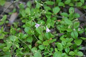 Attēlu rezultāti vaicājumam “Linnaea borealis leaf”