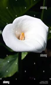 Attēlu rezultāti vaicājumam “Calla palustris flower”
