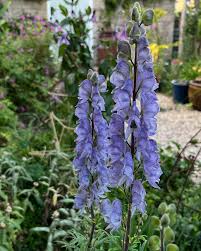 Attēlu rezultāti vaicājumam “Aconitum napellus flower”