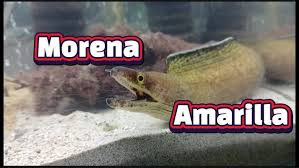 Image result for Gymnothorax vicinus