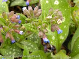 Attēlu rezultāti vaicājumam “Pulmonaria saccharata”
