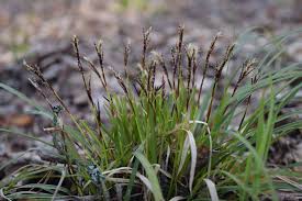 Attēlu rezultāti vaicājumam “Carex digitata fruit”