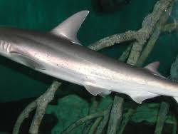 Image result for Sphyrna tiburo