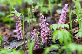 Attēlu rezultāti vaicājumam “Lathraea squamaria flower”