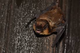 Attēlu rezultāti vaicājumam “Eptesicus nilssonii”