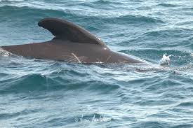 Image result for Globicephala melas