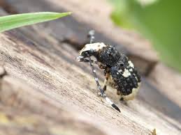 Attēlu rezultāti vaicājumam “Platystomos albinus”