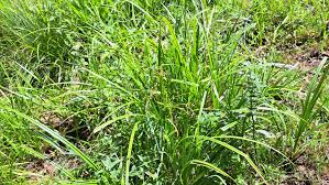 Attēlu rezultāti vaicājumam “Scirpus sylvaticus flower”