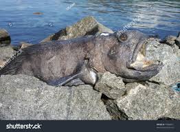 Image result for Anarhichas lupus