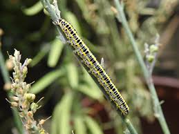 Attēlu rezultāti vaicājumam “Calophasia lunula larva”