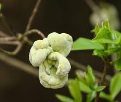 Attēlu rezultāti vaicājumam “Exobasidium vaccinii”