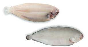 Image result for Solea solea