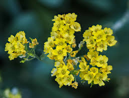 Image result for Alyssum saxatile