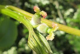 Attēlu rezultāti vaicājumam “Juglans mandshurica female flower”