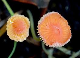 Attēlu rezultāti vaicājumam “Mycena acicula”