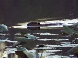 Image result for Beaver Sc