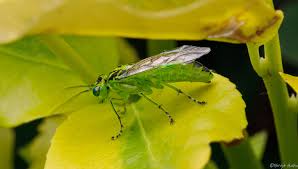 Attēlu rezultāti vaicājumam “Rhogogaster picta”