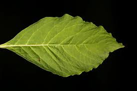 Attēlu rezultāti vaicājumam “Phytolacca acinosa leaf”