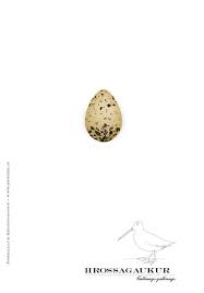 Attēlu rezultāti vaicājumam “Gallinago gallinago eggs”