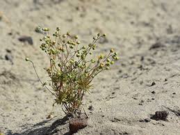 Attēlu rezultāti vaicājumam “Spergula morisonii”