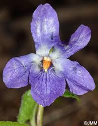 Attēlu rezultāti vaicājumam “Viola collina”