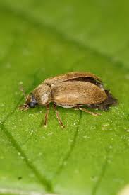 Attēlu rezultāti vaicājumam “Byturus tomentosus”