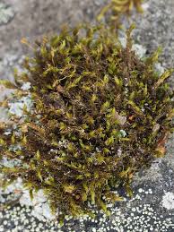 Attēlu rezultāti vaicājumam “Racomitrium heterostichum”