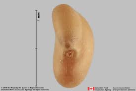 Attēlu rezultāti vaicājumam “Medicago sativa subsp. falcata bud”