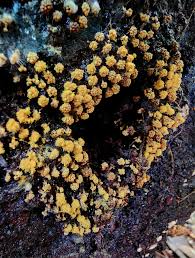 Attēlu rezultāti vaicājumam “Trichia sp.”