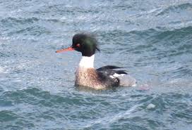 Attēlu rezultāti vaicājumam “Mergus merganser male”