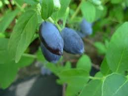 Attēlu rezultāti vaicājumam “Lonicera caerulea var. pallasii fruit”