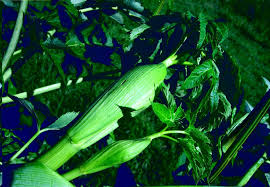 Attēlu rezultāti vaicājumam “Angelica sylvestris fruit”