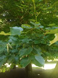 Attēlu rezultāti vaicājumam “Tilia x moltkei”