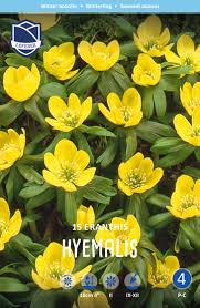 Attēlu rezultāti vaicājumam “Eranthis hyemalis”