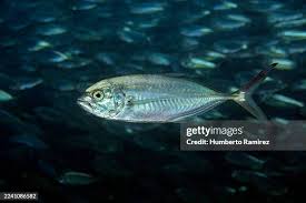 Image result for Caranx crysos